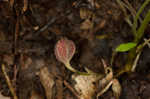 Virginia snakeroot